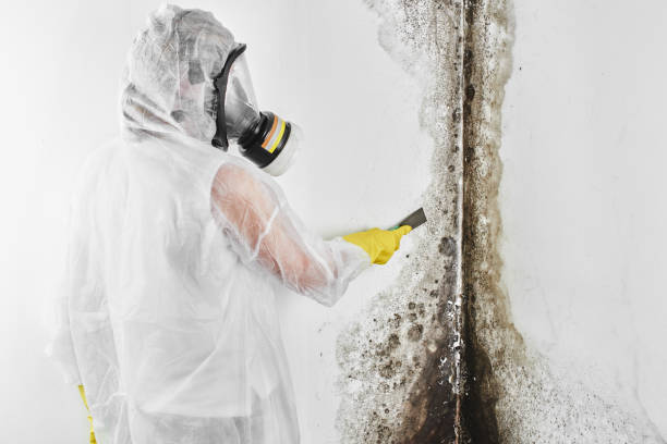 Best Mold Removal and Inspection  in Berlin, OH