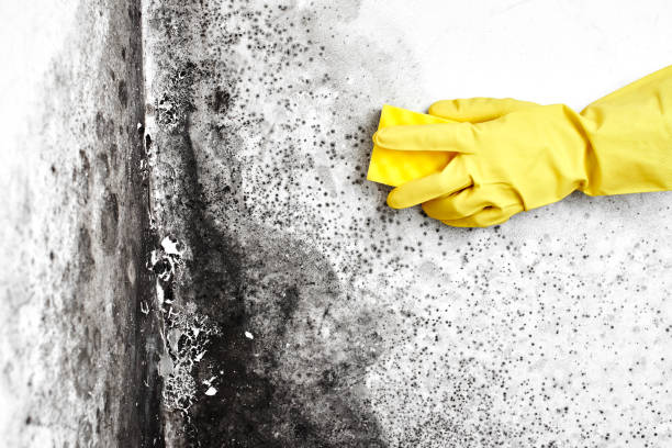 Best Affordable Mold Removal  in Berlin, OH