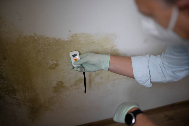 Mold Removal and Inspection in Berlin, OH