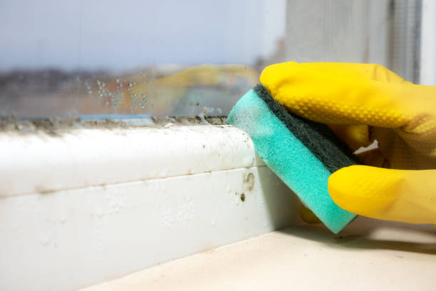 Best Home Mold Removal  in Berlin, OH