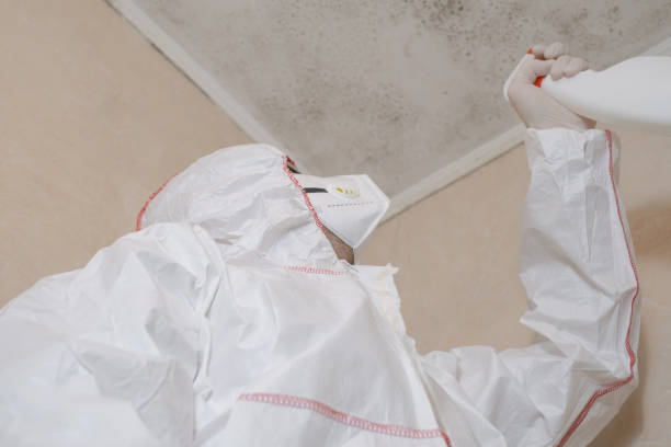 Best Attic Mold Removal  in Berlin, OH