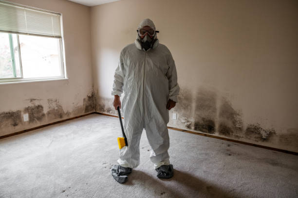 Best Attic Mold Removal  in Berlin, OH