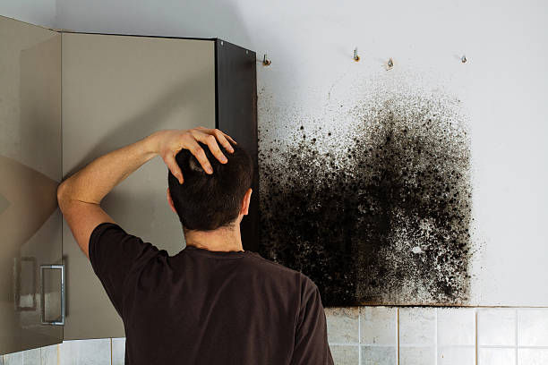 Best Toxic Mold Removal  in Berlin, OH